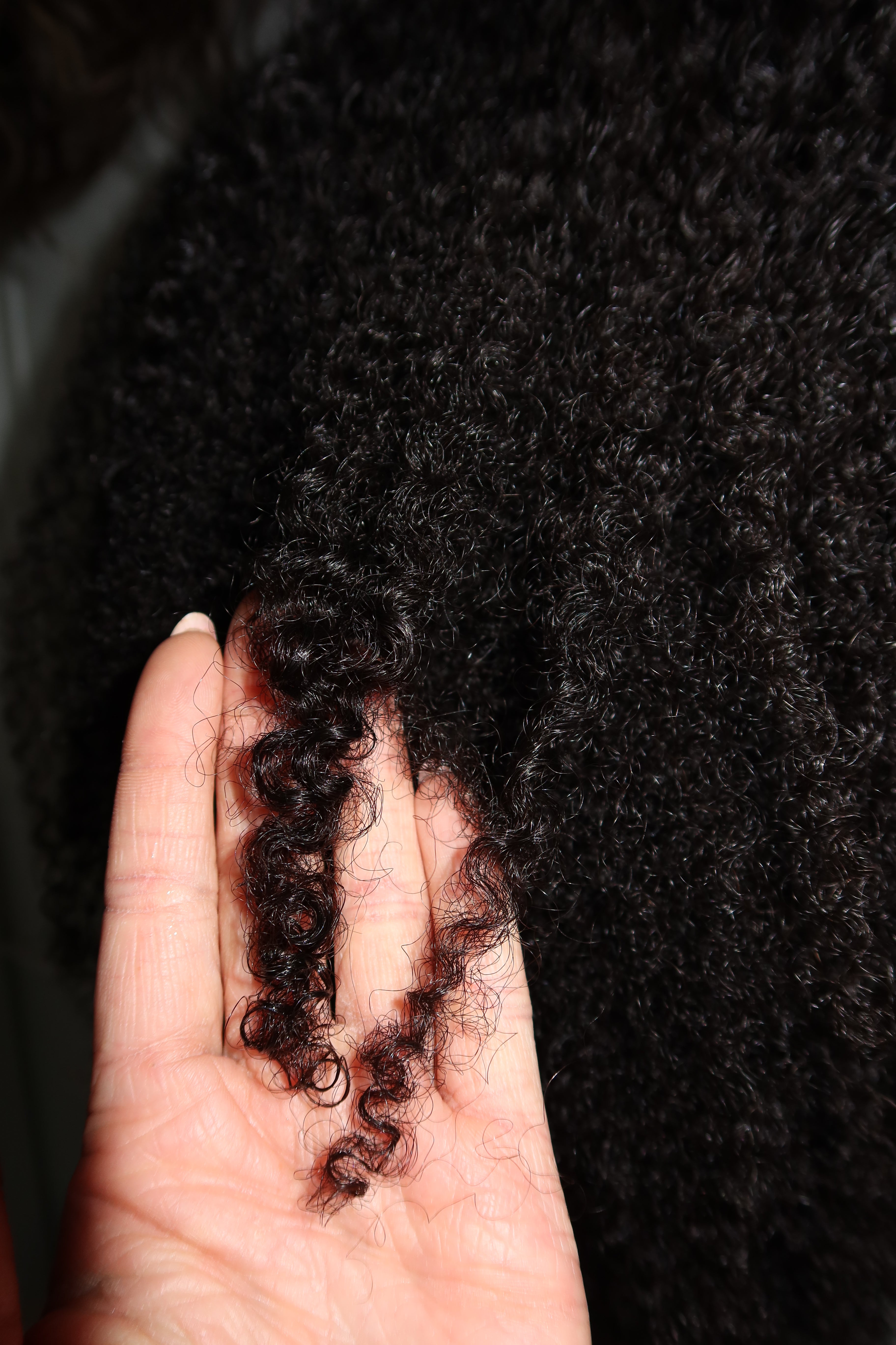 Curl 3 .1